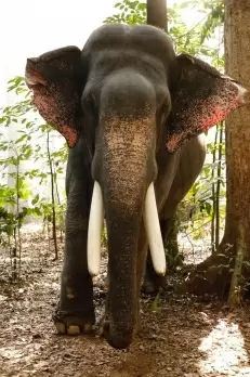 Probe ordered as elephant hired for wedding goes on rampage