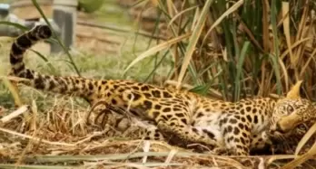 Leopard sighting in densely populated Srinagar area triggers panic