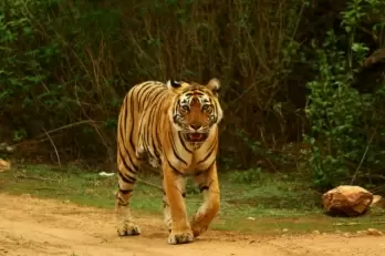 K'taka forest deptt launches operation to trap man-eater tiger