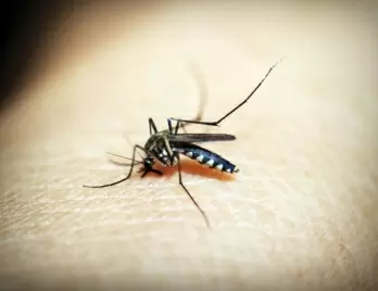 16 Dengue cases reported in Patna in 72 hrs
