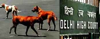 Delhi High Court Ensures Humane Treatment of Stray Dogs Captured for G20 Summit