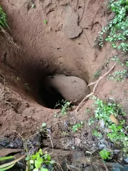 Kerala: Elephant falls into well, rescue efforts underway