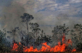 Sao Paolo forest fires up 109% in 2020