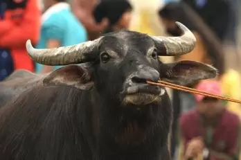 Ban on buffalo transport lifted in Goa, meat traders welcome decision