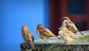 From Common Sight to Rare Find: The Disappearing House Sparrows of Our Cities