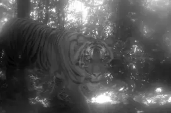 Tigress kills Maha woman forest guard