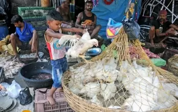 K'taka: Poultry farmers urge govt to extend timings of chicken shops