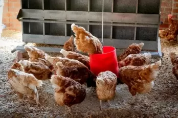 Cultivated Chicken Cleared for Sale in the US as USDA Gives Green Light