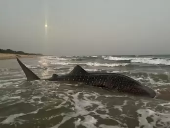 World's largest fish at Vizag beach, guided back to sea