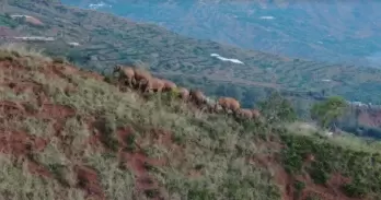 China's migrating elephant herd travels further south
