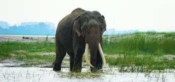 Assam to create nine elephant corridors