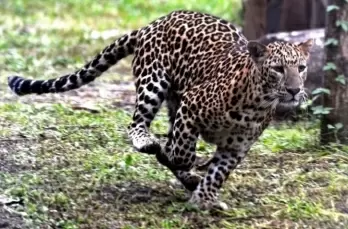 Teenagers rescue 2 'vulnerable' leopard cubs in Nagaland