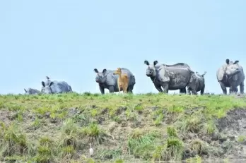 Assam to destroy 2,500 rhino horns, ivory, animal parts