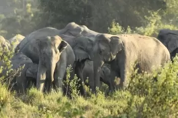 TN forest officials use bio-repellents to ward off wild elephants