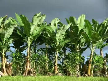Integrated plant making value added banana products to come up