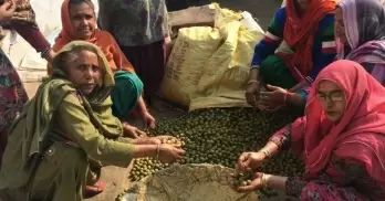 Punjab women make living out of their backyard greens, conserve it too