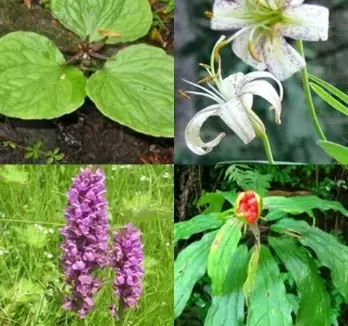 Himachal advocates cultivation of medicinal plants