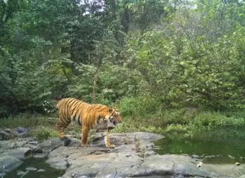 14 Indian tiger reserves get global accreditation