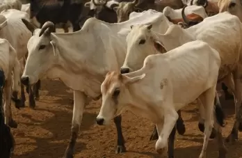 6 cows found dead, 12 ill at shelter in UP