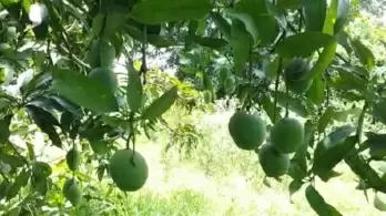 One mango tree with 121 varieties of the fruit