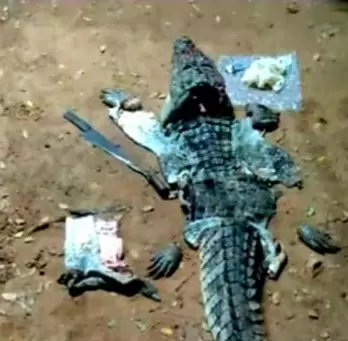 Man Arrested for Killing and Selling Crocodile Meat in Telangana