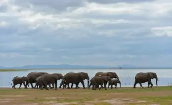 Kenya to raise $910K for conservation of elephants