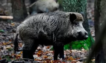 Wild boars top prey for Goa leopards, tame animals the least: Study